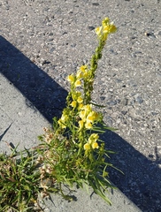 Linaria vulgaris