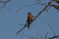 Melaenornis semipartitus