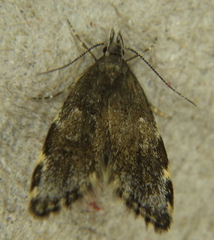 Eido trimaculella