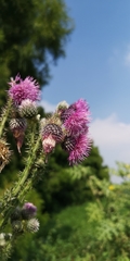 Cirsium lomatolepis