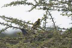 Crithagra dorsostriata