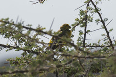 Crithagra dorsostriata