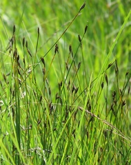 Schoenus ferrugineus