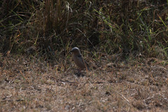 Pseudonigrita arnaudi