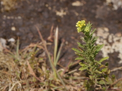 Eschenbachia stricta