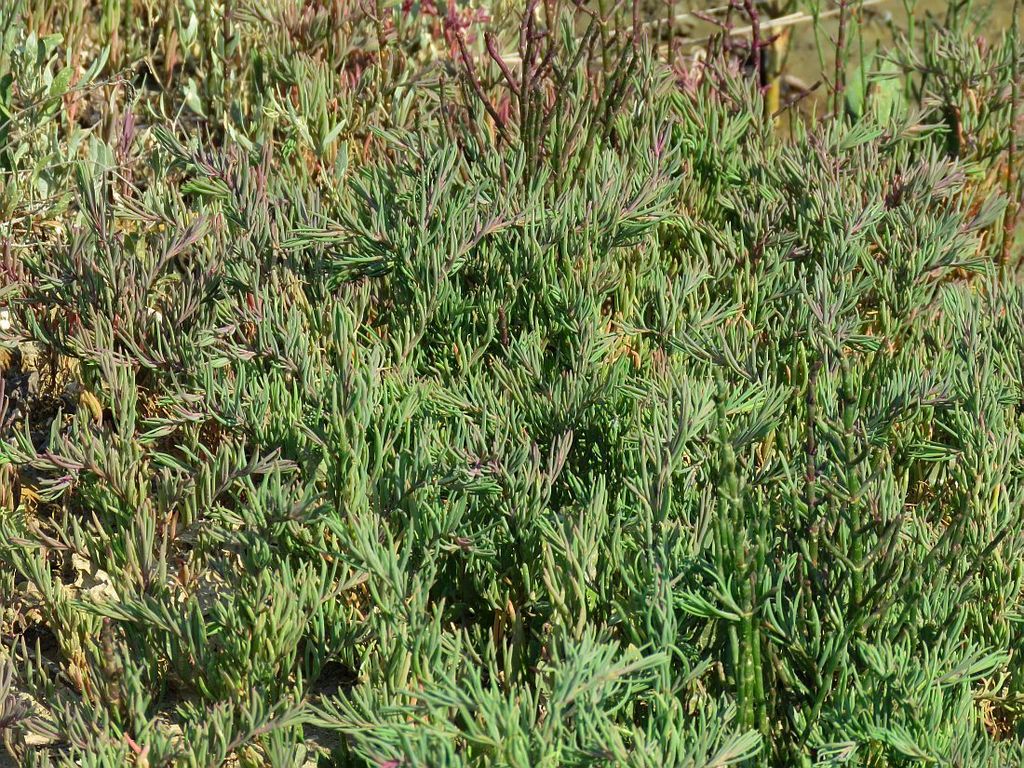 Suaeda marittima