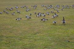 Branta leucopsis
