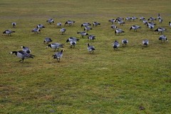 Branta leucopsis