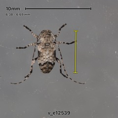 Sternidius mimeticus