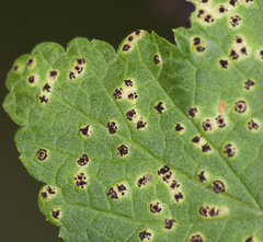 Puccinia ribis