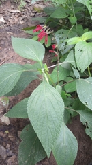 Salvia tubifera
