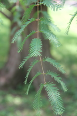 Metasequoia