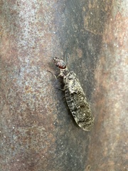 Orohermes crepusculus