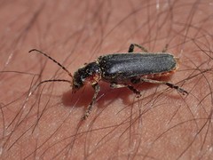 Cantharis fusca