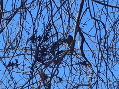 Phrygilus