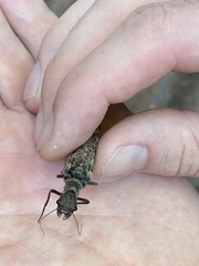 Orohermes crepusculus