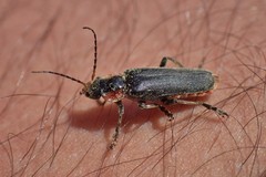 Cantharis fusca