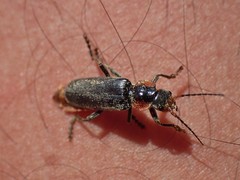 Cantharis fusca