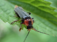 Cantharis fusca