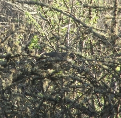 Pteroptochos megapodius