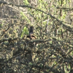 Pteroptochos megapodius