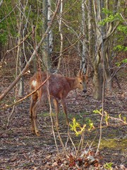 Capreolus capreolus