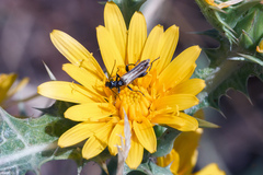 Oedemera femorata