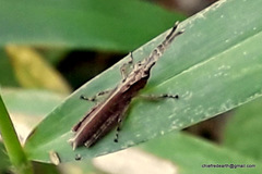Orthoptera