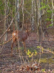 Capreolus capreolus