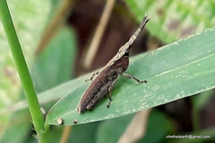 Orthoptera