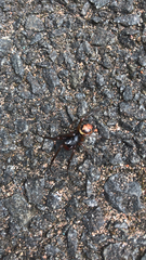 Steatoda nobilis