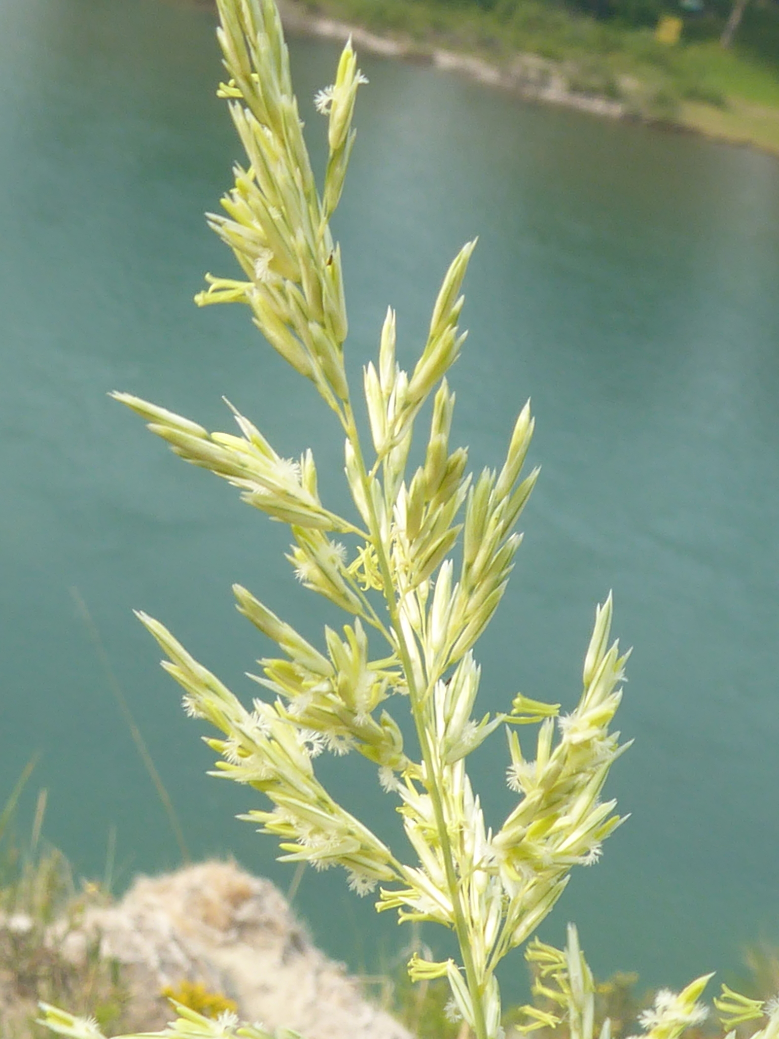 Sphenopholis