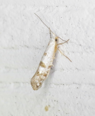 Argyresthia thuiella