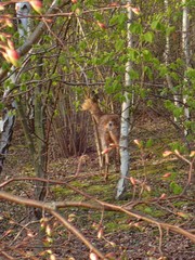 Capreolus capreolus