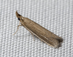 Tampa dimediatella