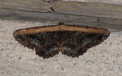 Darisa fratercula