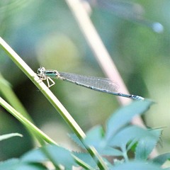 Enallagma exsulans