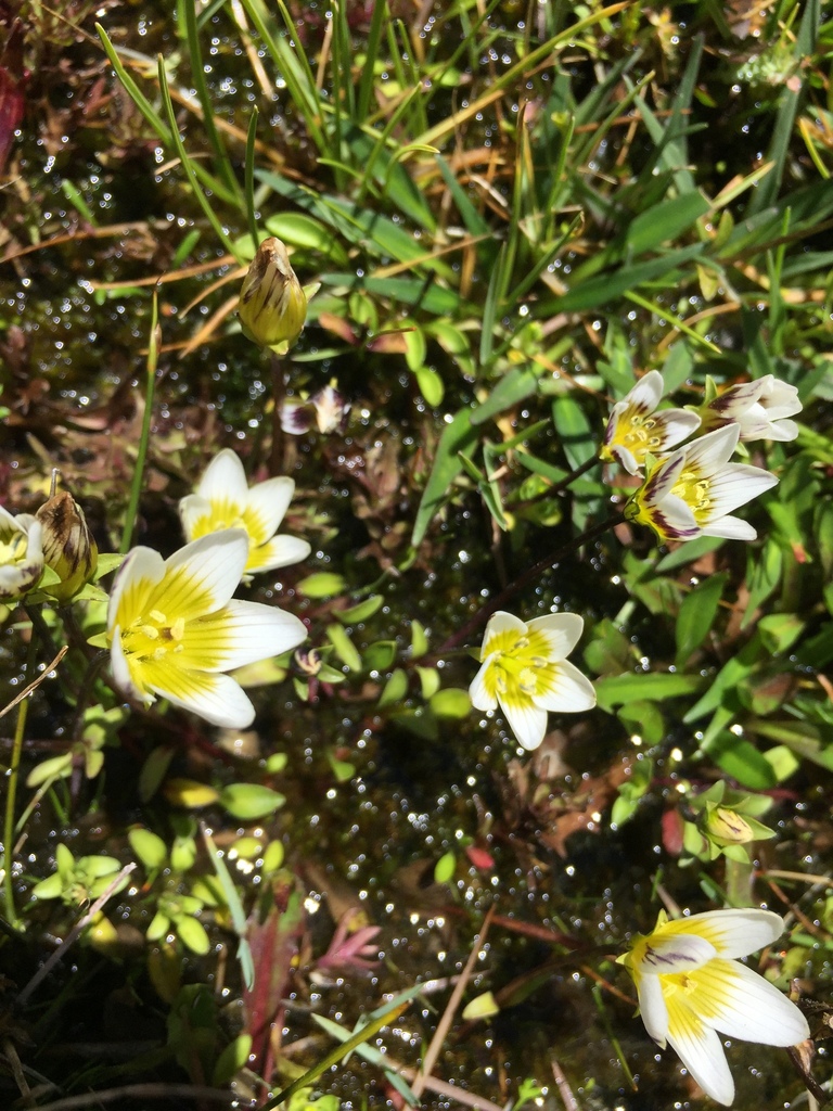 Gentianella limoselloides