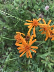 Jacobaea abrotanifolia