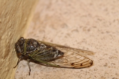 Diceroprocta alacris