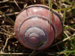 Cepaea nemoralis
