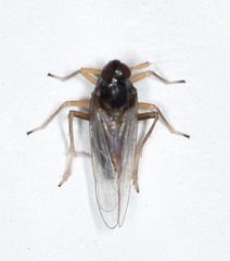 Pissonotus piceus