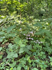 Hylodesmum glutinosum