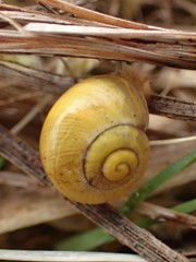 Cepaea