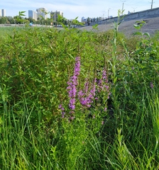 Lythrum salicaria