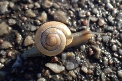 Cepaea