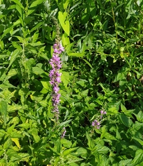 Lythrum salicaria