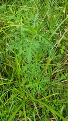 Polytaenia nuttallii