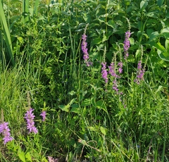 Lythrum salicaria