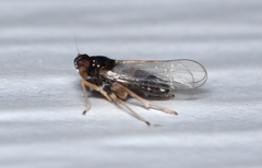 Pissonotus piceus